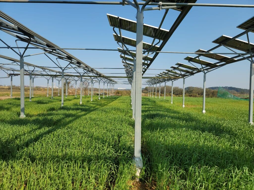 영농형 태양광 실제 사례 03